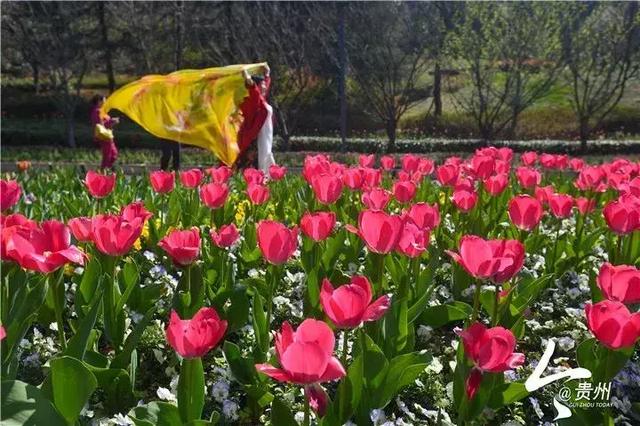 贵州有8处郁金香花海，约吗？