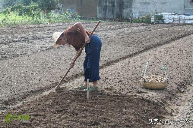 贝母价高但高产难，采用大棚栽培，再注重九个细节，效益有保障