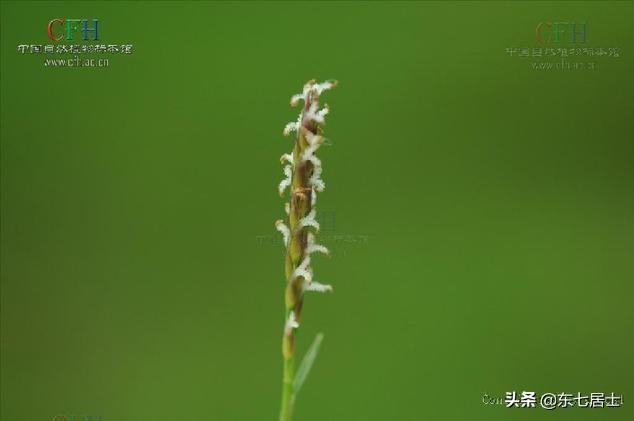 野生植物之​中华结缕草