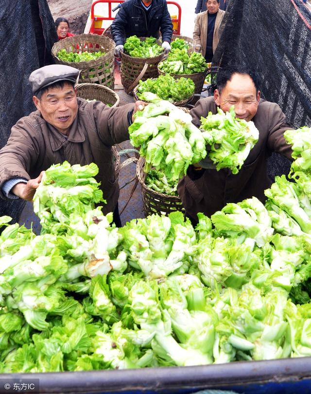 四川人最爱的蔬菜，远销俄罗斯，亩产近万斤，可提早近2个月上市