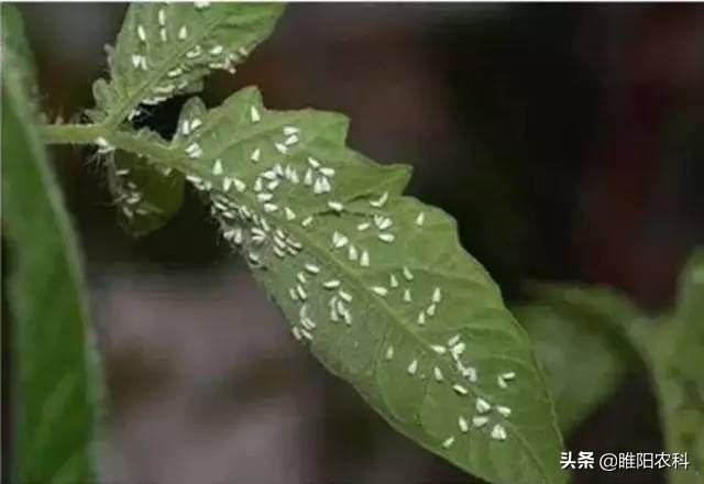 这个新配方是各类小飞虫的天敌，喷一次管50天