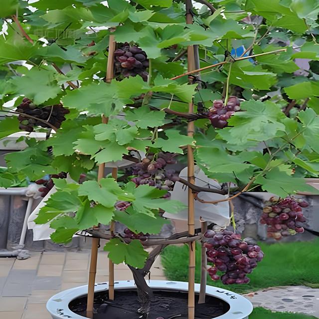 家庭小院种出美味葡萄：栽植技巧与全程管理要点详解