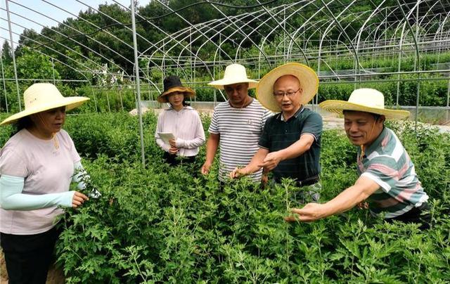 谷城老君山村：“野菊花”这边独好！