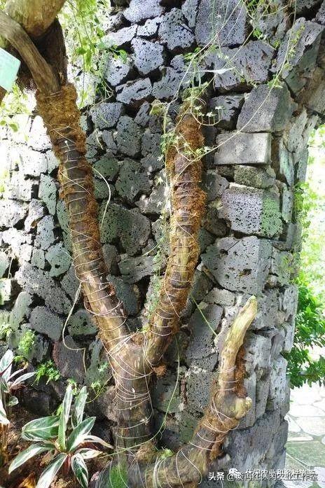 藤本植物将成为休闲农业和乡村旅游项目打造中的新亮点