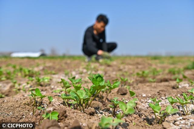 中药材种植户的早春农忙