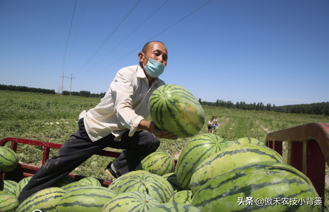 西瓜如何种植才能又大又甜又早上市？