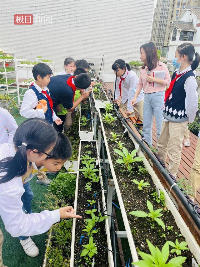 校园闲置空地变成智能生态种植园，“智慧课堂”激发学生劳动兴趣