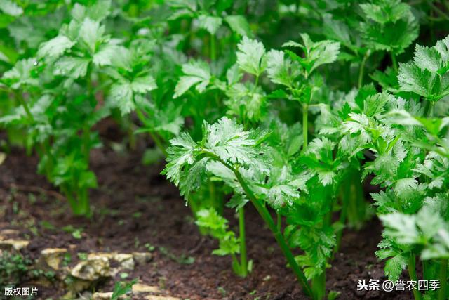 春夏两季西洋芹栽培要点，这样做比较好，你知道吗