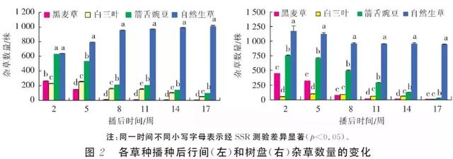 秋天到，橘园撒播生草好处多！什么草种最实用？种后如何管理？