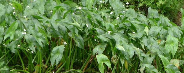 慈菇种子能种吗 慈菇种植技术