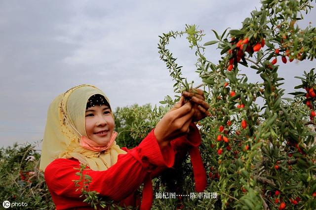 菜用枸杞的正确种植技术，种植户们现在知道还不晚