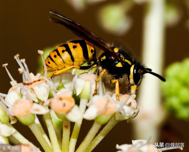 胡蜂蜂王越冬后如何训练？喂什么食物比较有营养？