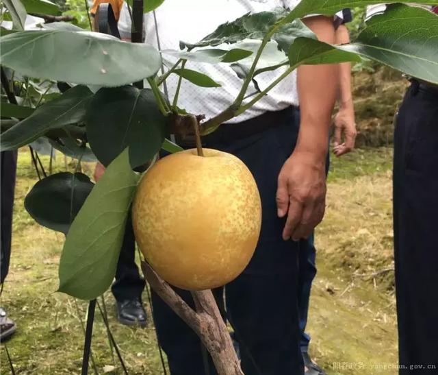 皮薄果大！阳春这种植“早脆梨”清甜化渣，一行人参观受益匪浅…