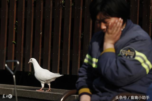 养鸽禁忌这三条，获奖几率会很大