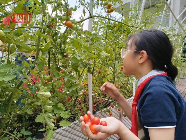 校园闲置空地变成智能生态种植园，“智慧课堂”激发学生劳动兴趣