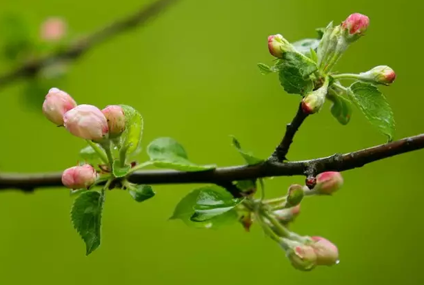 这些水果很常见，可它们的花你都见过吗？花期你都知道吗？