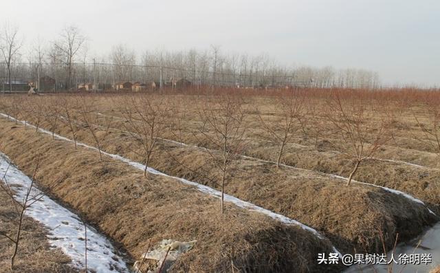 桃树栽植有技巧，栽植之前整地起垄有门道，你了解吗