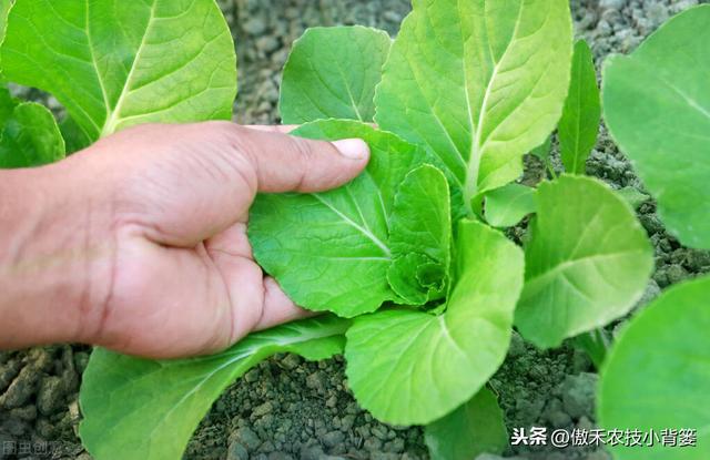 秋季10月种植哪些蔬菜最合适？田间管理上要重点抓好哪几点？