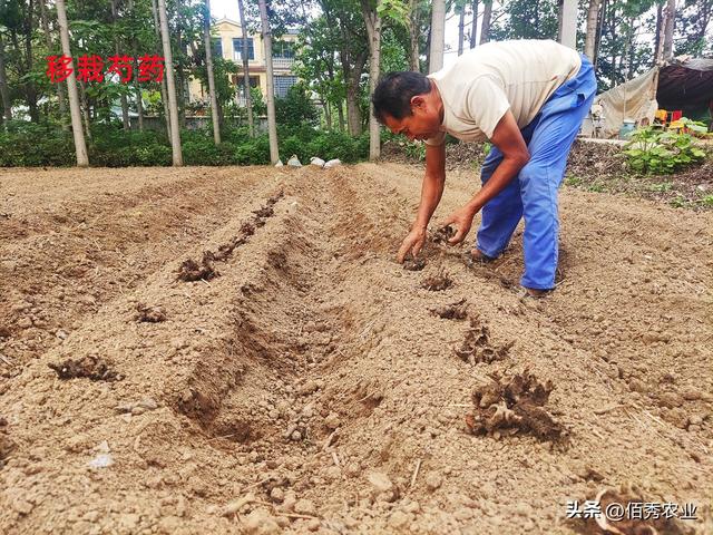 芍药什么时间种植？移栽时做好3件事，远离病虫草害困扰