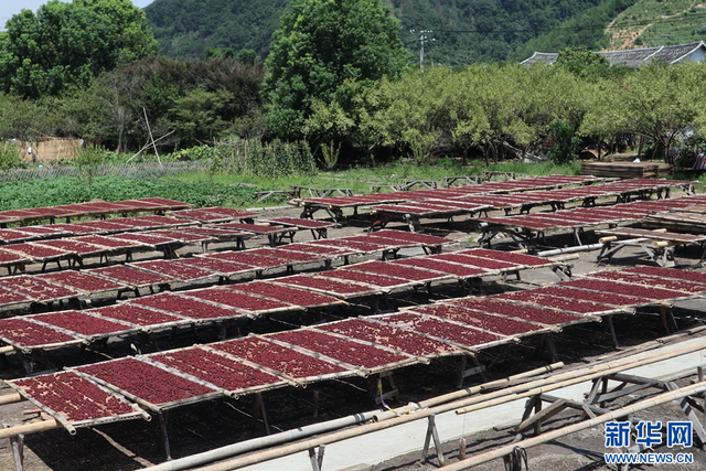 聚焦高质量发展丨福建永泰：“果盘”“金蛋”背后的农业经济“焕新”之路