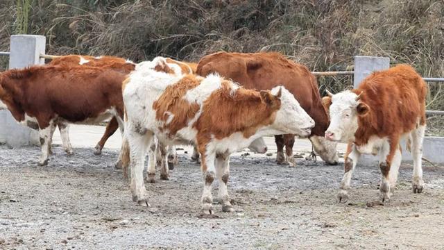 三穗：省外引牛推动肉牛产业快速发展