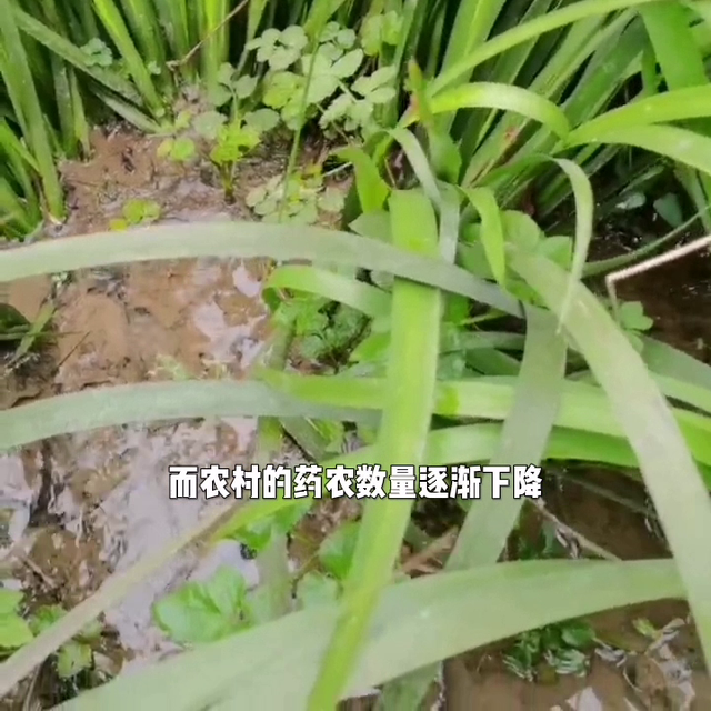 关于“石菖蒲的种植前景如何”，且听分解…