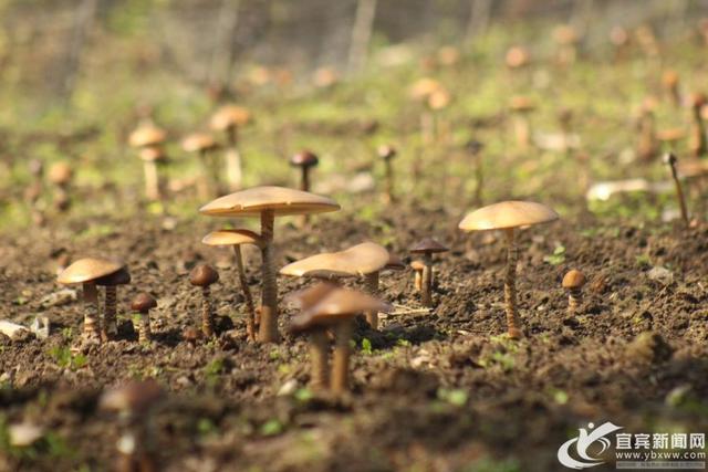 土专家痴迷菌种研究20年 让鸡丝菌走上市民餐桌