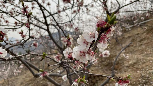 承包千亩荒山，20年种70000多棵果树，河北这对夫妻造出人间“花果山”