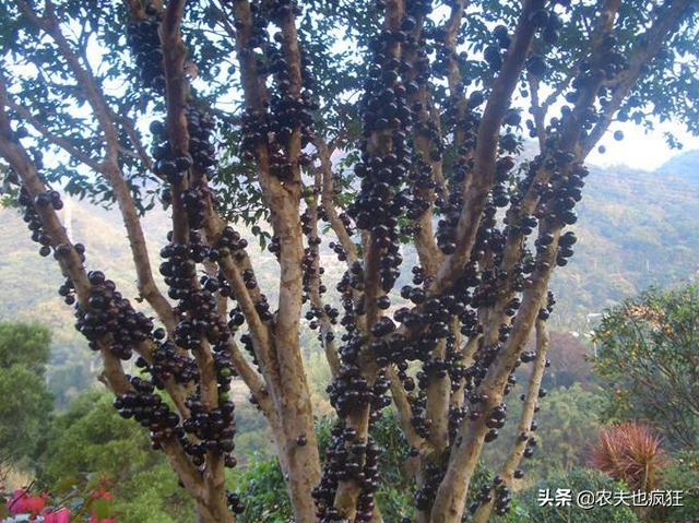 富含花青素，1年结4次果，百多元1斤却很少人种植，农民：不上当