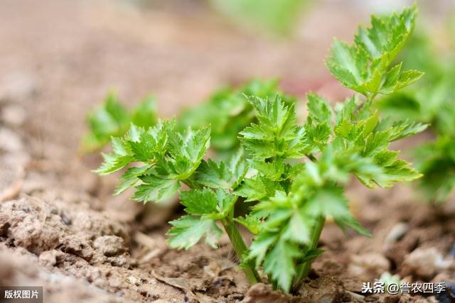 春夏两季西洋芹栽培要点，这样做比较好，你知道吗