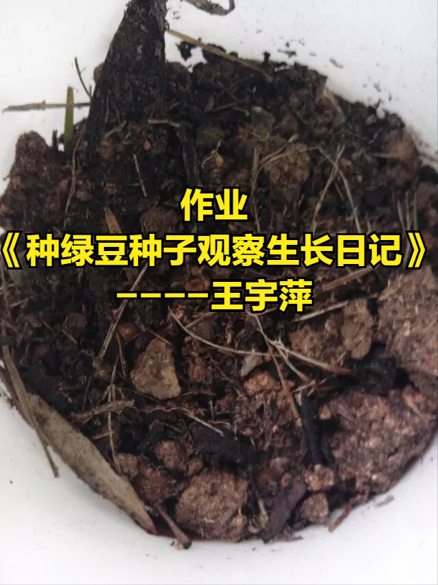 作业《种绿豆种子观察生长日记》观察日记