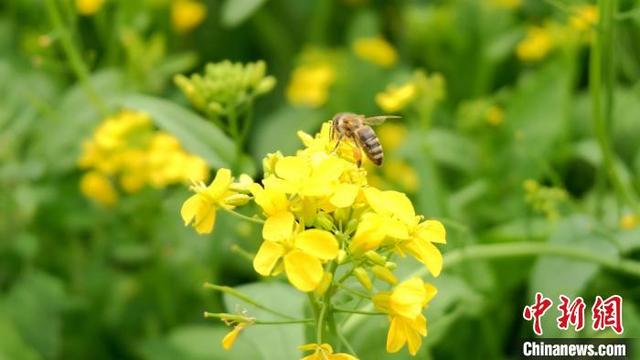 中国北方最大小油菜种植区“遍地流金”风光旖旎