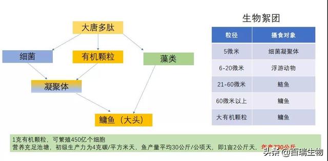 给你一套冬季花鲢增产方案，赶快收藏吧