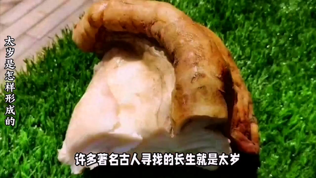 古人寻找的长生太岁肉灵芝是怎样形成的？能人工养殖吗？#揭秘