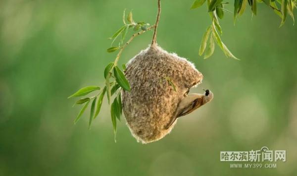 以色列国鸟常驻太阳岛，一天能吃百多只“蝲蝲蛄”｜还有这些小可爱，远看就好别太靠近