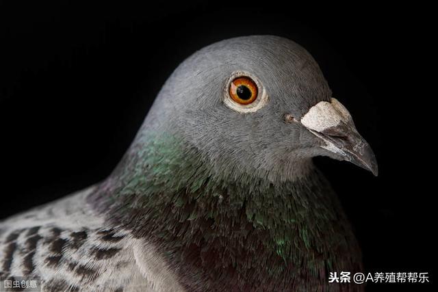 甲硝唑配甘草，能治疗鸽子毛滴虫，效果翻倍，还不贵，你知道吗？