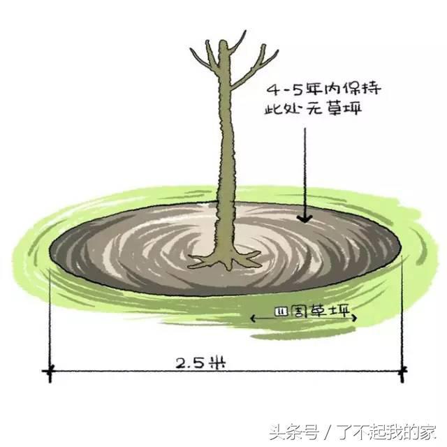 图解园林景观之乔木种植秘诀