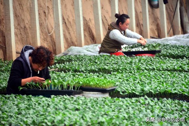 蔬菜种植和育苗大全来了，这些实实在在的经验，没人能告诉你