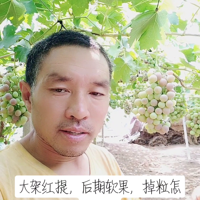 ，大架红提，后期为什么，掉粒，软果现象#记录我的种植生活