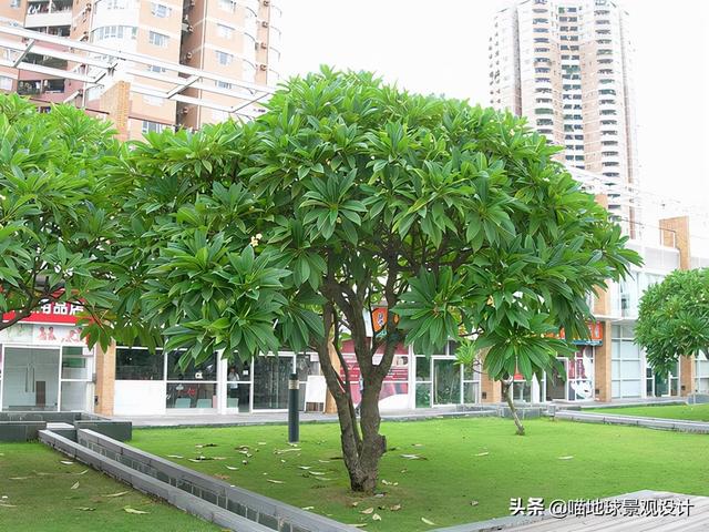 16种适合庭院种植的小乔木，赏花闻香两不误