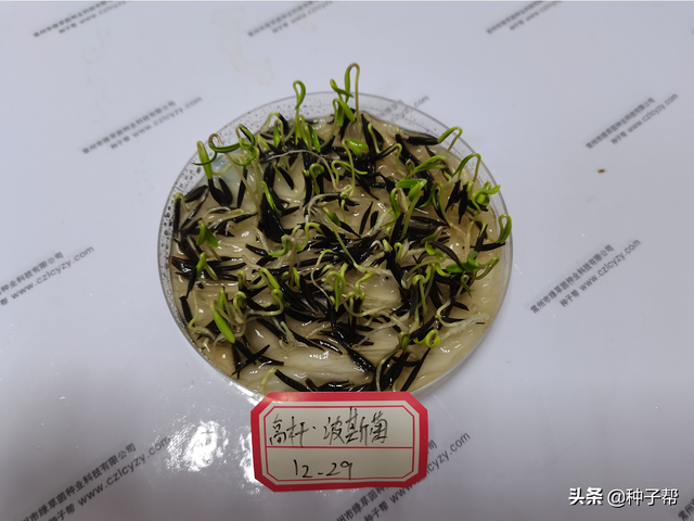 原来波斯菊就是格桑花，波斯菊什么时候种植开花最旺？