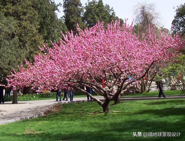 16种适合庭院种植的小乔木，赏花闻香两不误