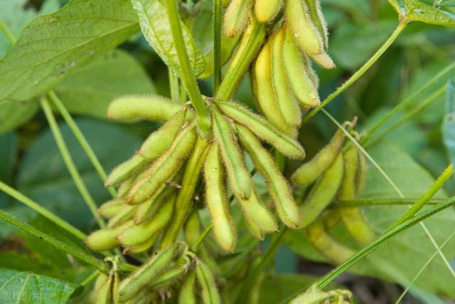 芒种过后，这几种蔬菜可以种植，8-9月份收获，菜农不要错过