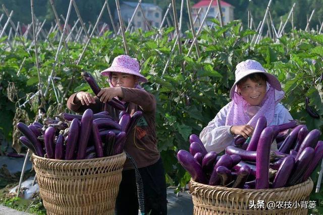 怎样才能种出高产优质的好茄子？7个方面的种植管理不能少