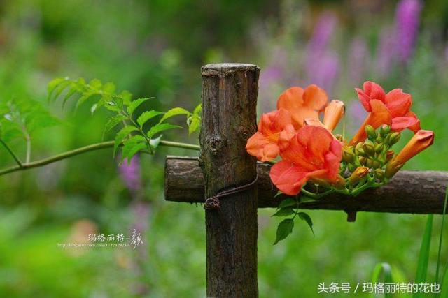 植物笔记：想种一棵凌霄花？小心它吃掉你的房子