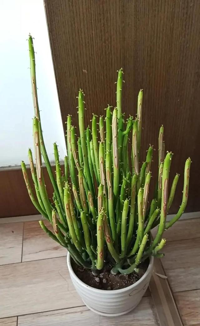 超萌多肉植物“光棍树”有毒吗？能养家里吗？种植需要注意什么？