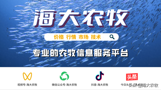 包产54.6斤！创湖州地区牛蛙养殖高包产纪录！