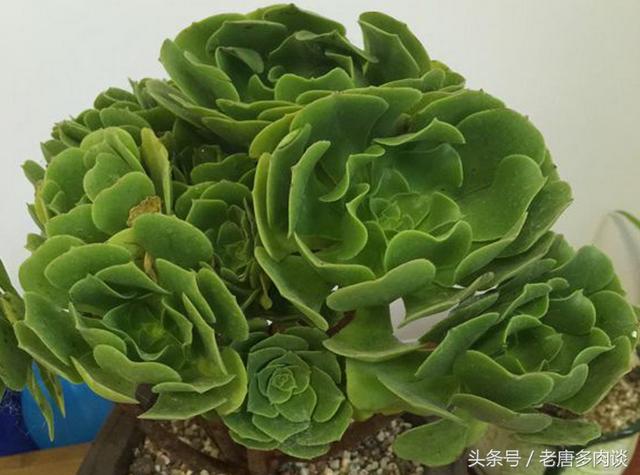 多肉植物法师品种介绍之绿羊绒