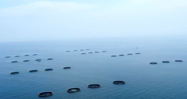 十年卫星图见｜全国最多的海洋牧场，全球最大养殖工船，世界最大深海渔场…在山东轻松实现“海鲜自由”