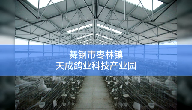 年繁育种鸽30万对、产销乳鸽600万只，舞钢肉鸽飞出“广阔天地”